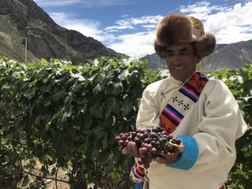 novost tibetanski vinograd ušao u ginisovu knjigu rekorda vinski magazin vino fino