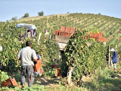 novost tikveš za nama je još jedna uspešna berba vinski magazin vino fino