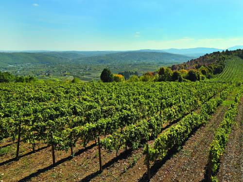 novost tragovima predaka do velikih vina vinski magazin vino fino