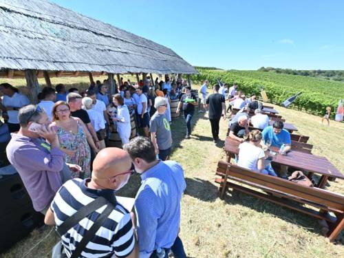 novost uvertira za uspešnu berbu vinski magazin vino fino