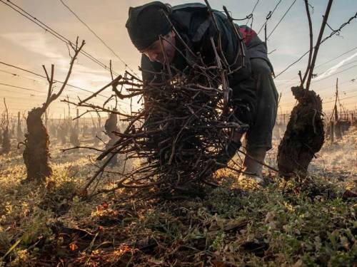novost velika nagrada za snimak zime u vinogradu vinski magazin vino fino