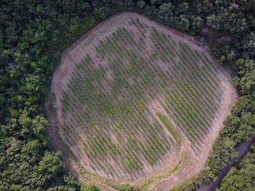 novost vinograd koji raste usred meteorskog kratera vinski magazin vino fino