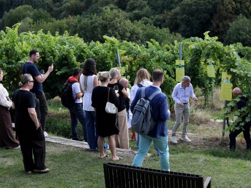 novost furmint - sorta koju svet tek treba da upozna vinski magazin vino fino