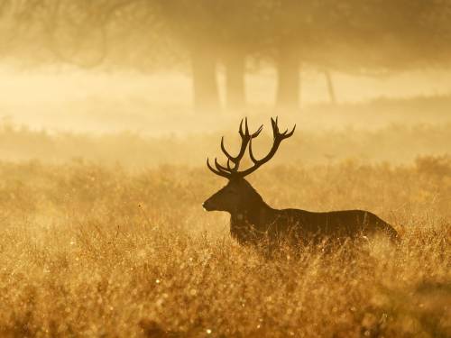 novost ukusi divljine vinski magazin vino fino