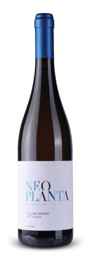 degustacija neoplanta milanović 2023 vinski magazin vino fino