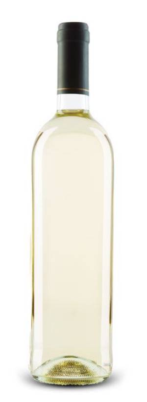 degustacija virtus morava 2023 vinski magazin vino fino