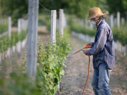 izdvojeno Šta posle bakra vinski magazin vino fino