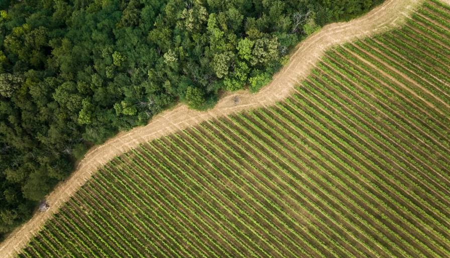 izdvojeno drveće čuva vinograde i utiče na aromu vina vinski magazin vino fino