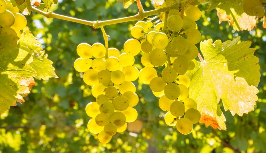 izdvojeno francuski zaokret od crvenih ka belim vinima vinski magazin vino fino