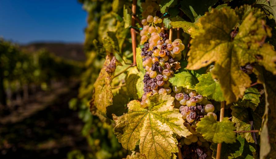 izdvojeno furmint spaja tokaj frušku goru i tursku vinski magazin vino fino