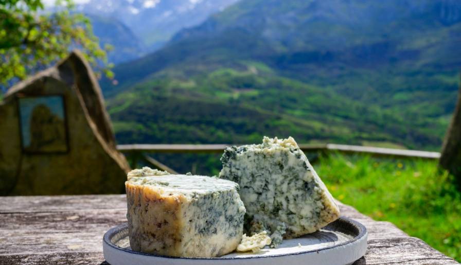 izdvojeno plavi sir čudni sir jedini na svetu vinski magazin vino fino