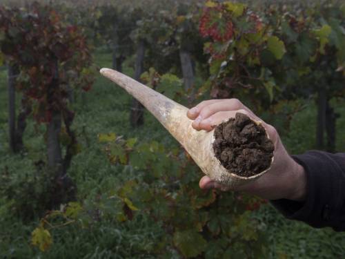 novost biodinamika pseudonauka i ritual vinski magazin vino fino