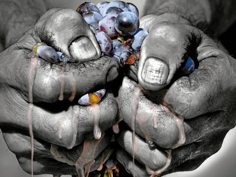 novost bliži se jubilarni deseti međunarodni dan prokupca vinski magazin vino fino