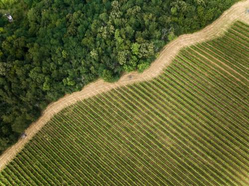 novost drveće čuva vinograde i utiče na aromu vina vinski magazin vino fino