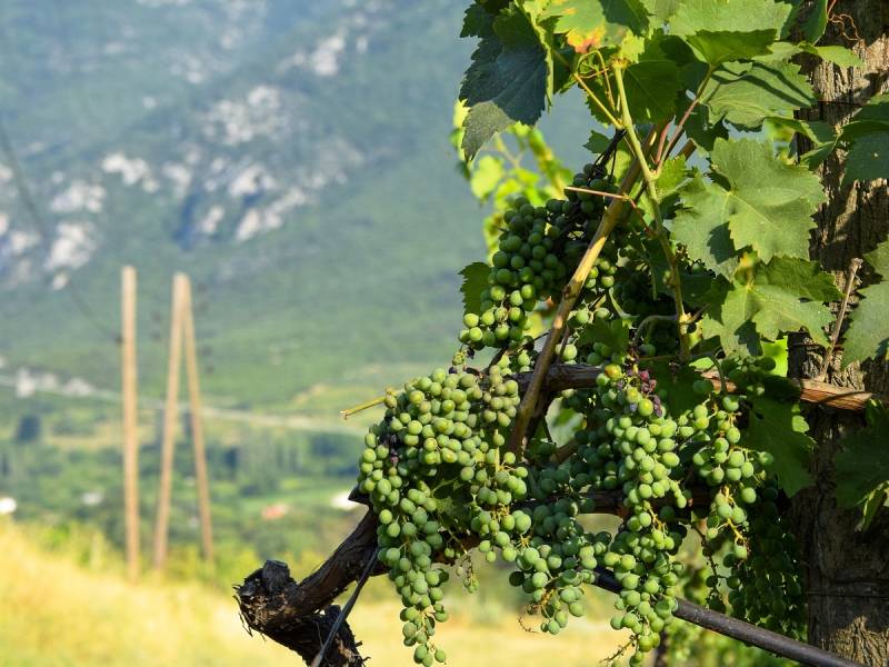 novost forbes je predstavio vina severne makedonije vinski magazin vino fino