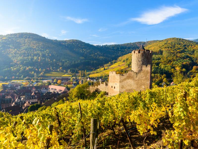 novost francuski vinari nalazimo se u najvećoj krizi u istoriji vinski magazin vino fino