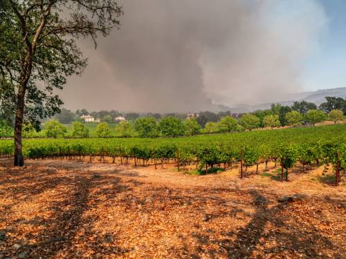 novost može li se vino spasiti posle požara vinski magazin vino fino