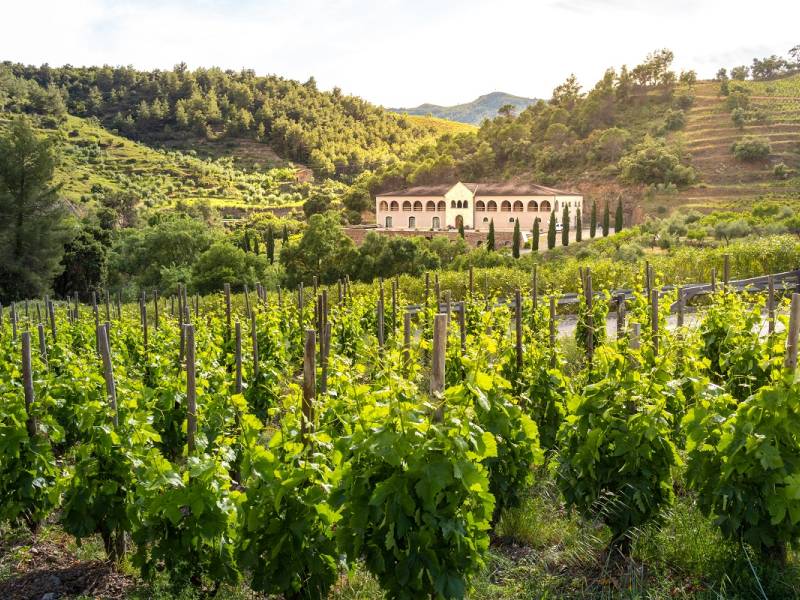 novost predstavljena iskustva Španije u proizvodnji vina vinski magazin vino fino