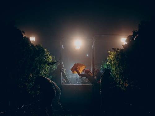 novost proglašena je najbolja vinska fotografija u 2025 vinski magazin vino fino