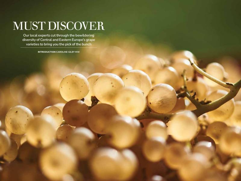 novost prokupac i druge regionalne sorte u novom broju dekantera vinski magazin vino fino