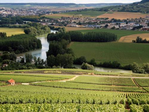 novost Šampanju očekuje najranija berba u istoriji vinski magazin vino fino