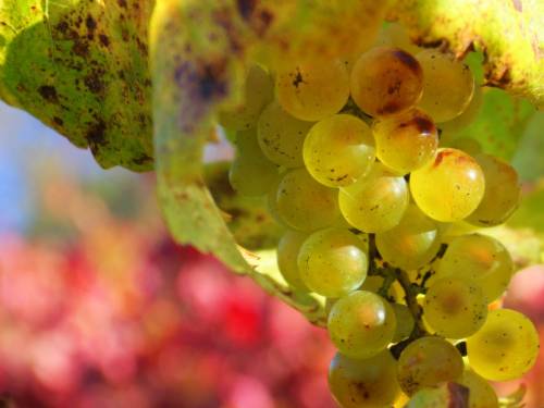 novost Šardone u srbiji vinski magazin vino fino