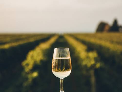 novost vino fino awards 2024 slatka vina godine vinski magazin vino fino
