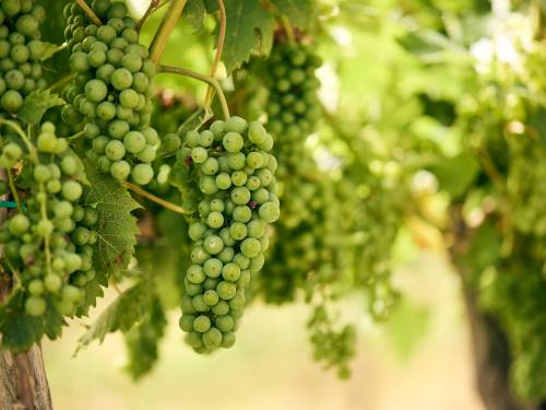 novost vino iz srbije - od grožđa iz srbije vinski magazin vino fino