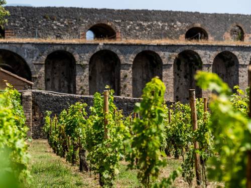 novost vino u senci vezuva prvi korak ka obnovi pompeja vinski magazin vino fino
