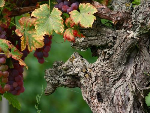 novost više od 4000 vinograda u registru starih loza vinski magazin vino fino