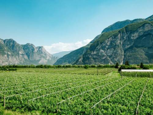 reportaza italija od severa do juga vinski magazin vino fino