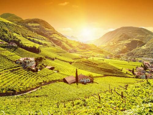 reportaza italija zemlja vina vinski magazin vino fino