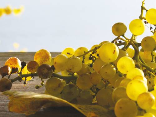 vinopis paralelna vinska stvarnost vinski magazin vino fino